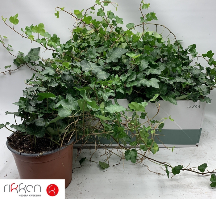 <h4>HED HE WONDER</h4>