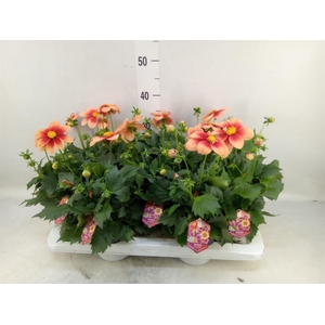 Dahlia  'Summerbees Salmon bico'