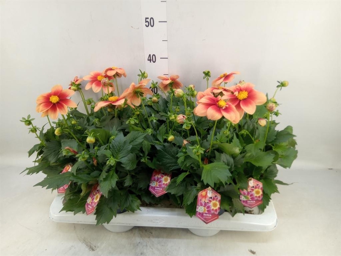 <h4>Dahlia  'Summerbees Salmon bico'</h4>