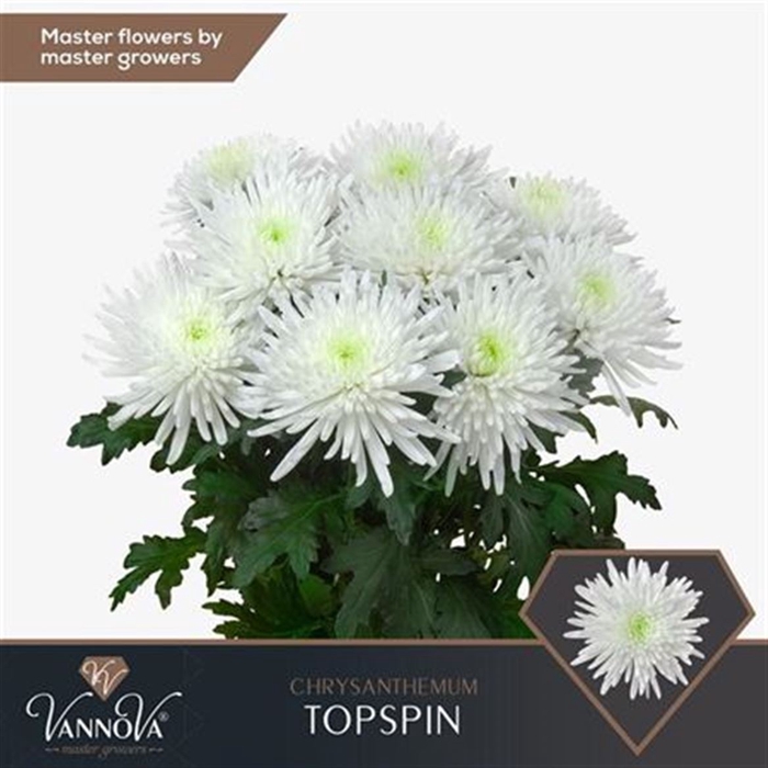 <h4>CHR G TOPSPIN</h4>