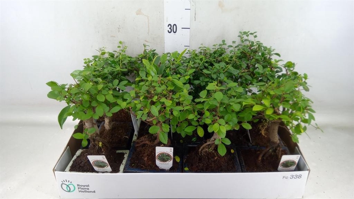 <h4>Bonsai   ...mix</h4>