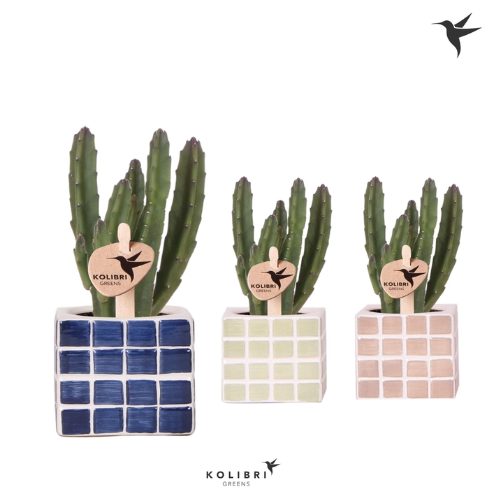 <h4>Kolibri Greens Stapelia Leendertziae in Mosa pot blue mix</h4>
