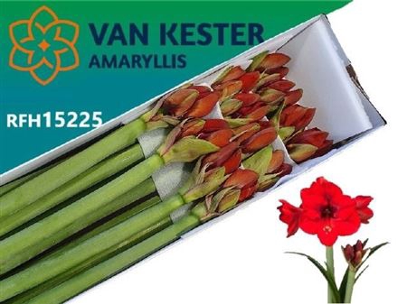 <h4>Hipp Ga Tenerife</h4>