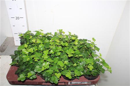 <h4>Hed He Wonder</h4>