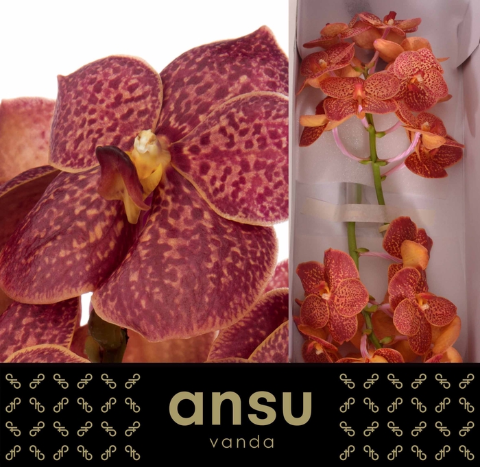 <h4>Vanda Fire Red</h4>