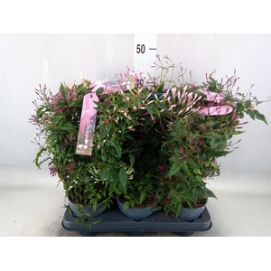 Jasminum polyanthum   ...rose