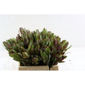 Leucad Senorita 40cm