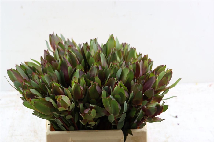 <h4>Leucad Senorita 40cm</h4>