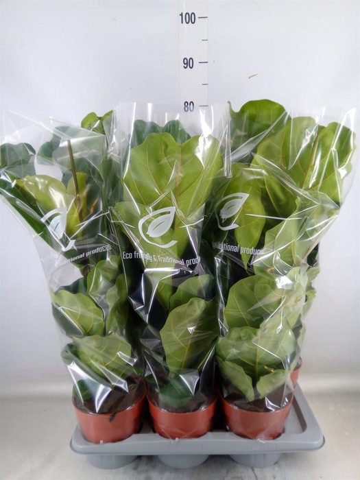 <h4>Ficus lyrata</h4>