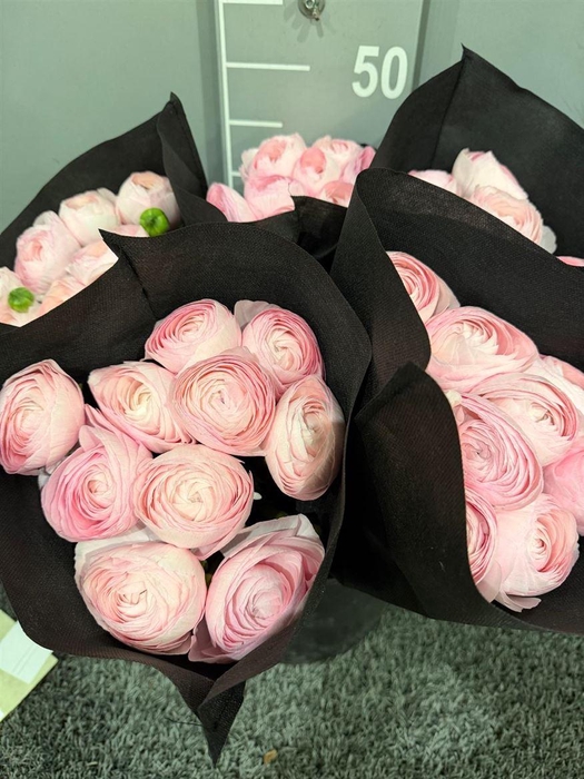 <h4>Ran Suc Madame Rosa Sup</h4>