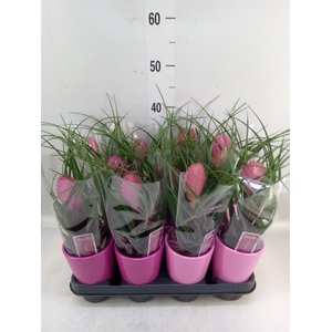 Tillandsia cyanea 'Anita'