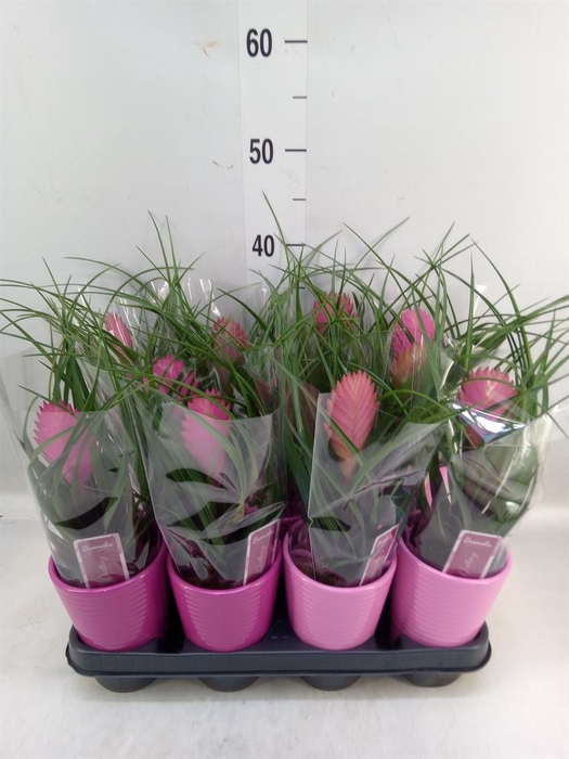 <h4>Tillandsia cyanea 'Anita'</h4>