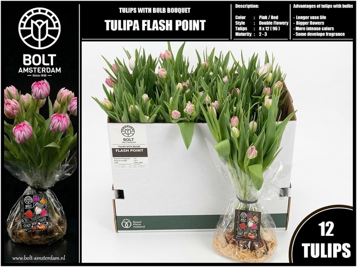 <h4>TU DU FLASH POINT</h4>