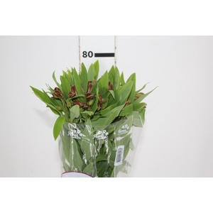 ALSTROEMERIA CINNAMON 080 CM