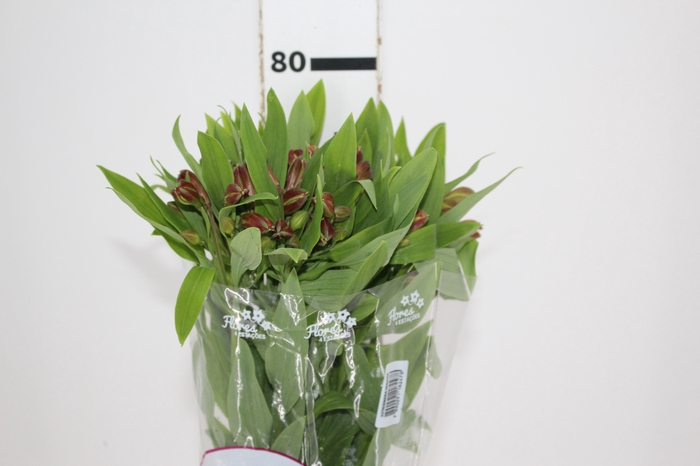 ALSTROEMERIA CINNAMON 080 CM