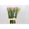 Nerine Berenice