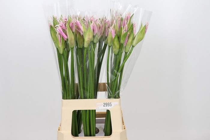 Nerine Berenice