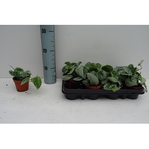 SCIND PICT SILVE ANN