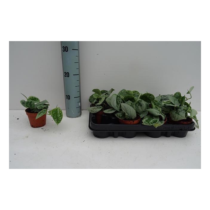 <h4>SCIND PICT SILVE ANN</h4>