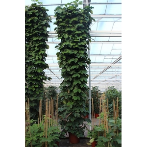 Tetrastigma voinieri