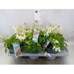 Dicentra   ...