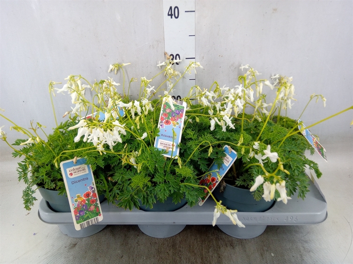 <h4>Dicentra   ...</h4>