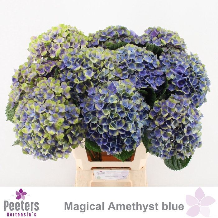 <h4>HYDR M MAG AMETHYST</h4>