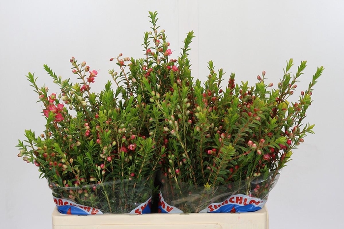 <h4>Chamecordia Rey</h4>