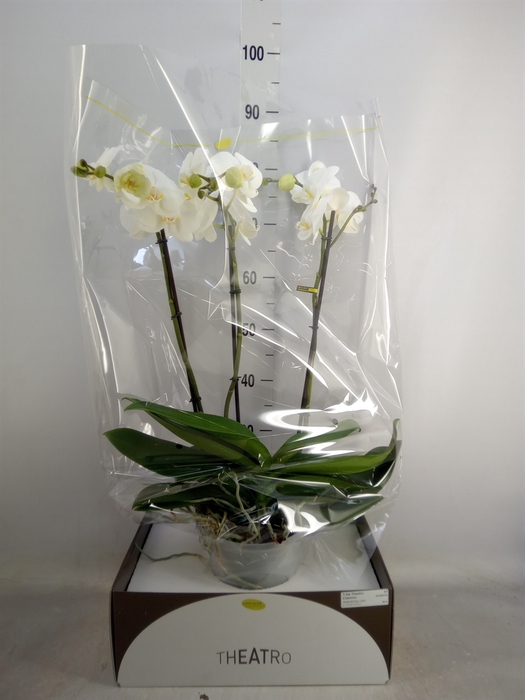 <h4>Phalaenopsis   ...white</h4>