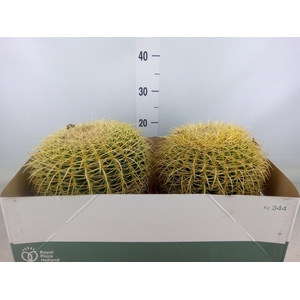 Echinocactus grusonii