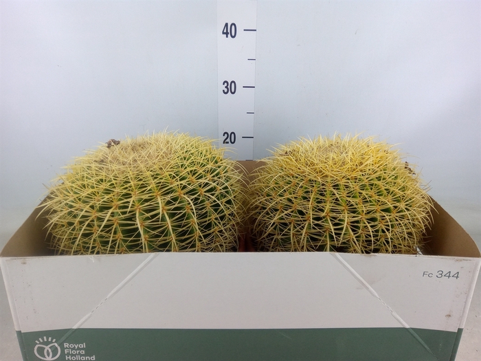 <h4>Echinocactus grusonii</h4>
