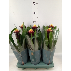 Guzmania  'Akabar'