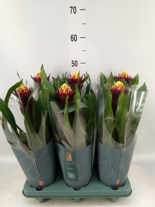 <h4>Guzmania  'Akabar'</h4>