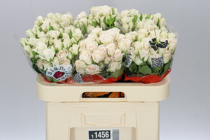 <h4>Rosa Tr Royal Porcelina Imp</h4>