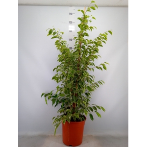Ficus benja. 'Golden King'