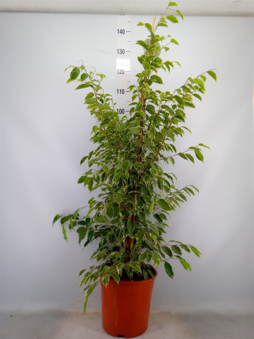 <h4>Ficus benja. 'Golden King'</h4>