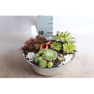 ARR SEMPERVIVUM