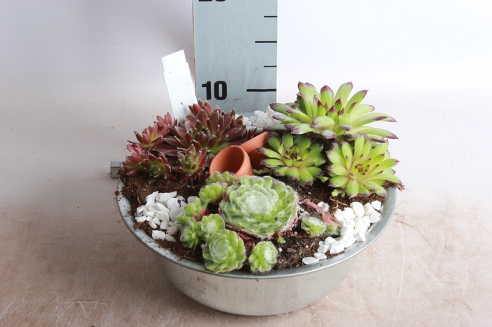 <h4>ARR SEMPERVIVUM</h4>