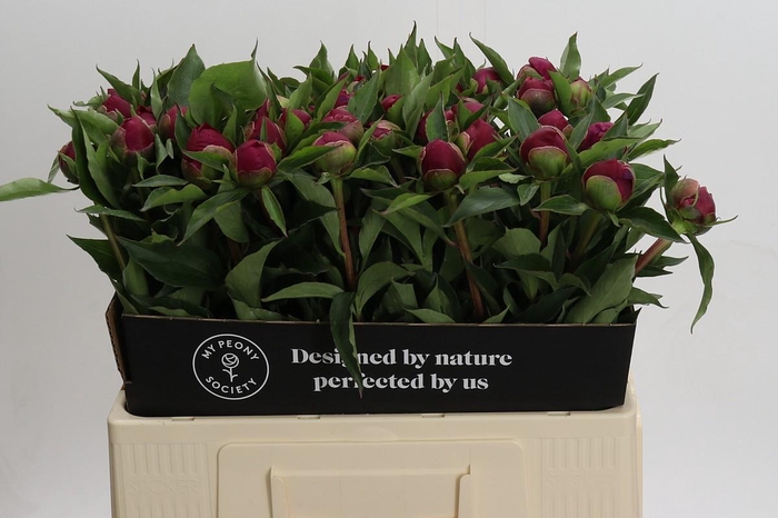 <h4>Paeonia White Cap</h4>