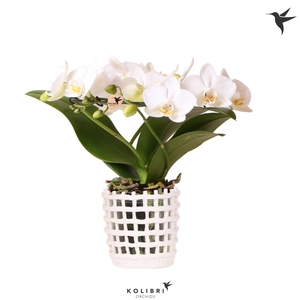 Kolibri Orchids Phalaenopsis Halo white in Mesh pot white