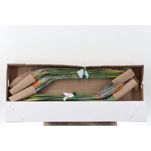 Strelitzia Box CO