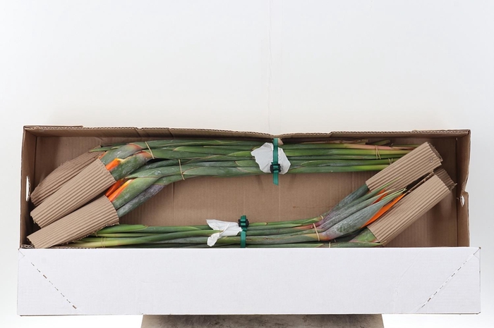 <h4>Strelitzia Box CO</h4>