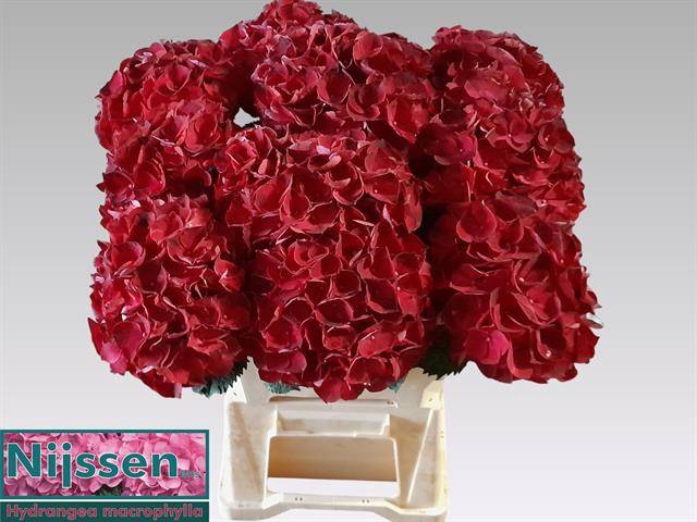 Hydrangea mag dark ruby