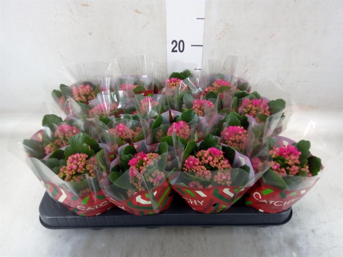 <h4>Kalanchoe blos. 'Garbo lilac'</h4>