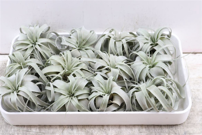 <h4>Tillandsia Xerographica X12</h4>