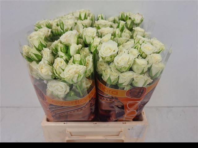 <h4>R TR SNOWFLAKE</h4>