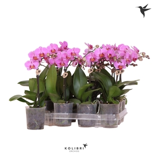 Kolibri Orchids Phalaenopsis Violet 1 spike
