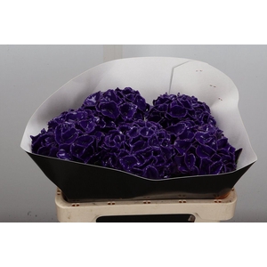Hydr Wx 50cm Paars