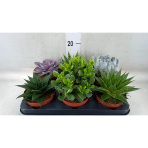Succulents   ...mix 6