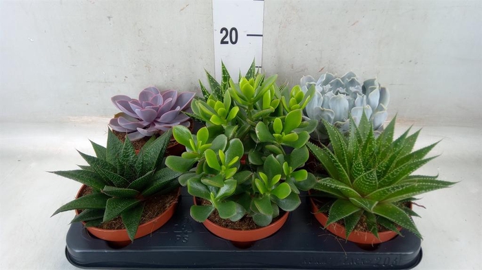 <h4>Succulents   ...mix 6</h4>